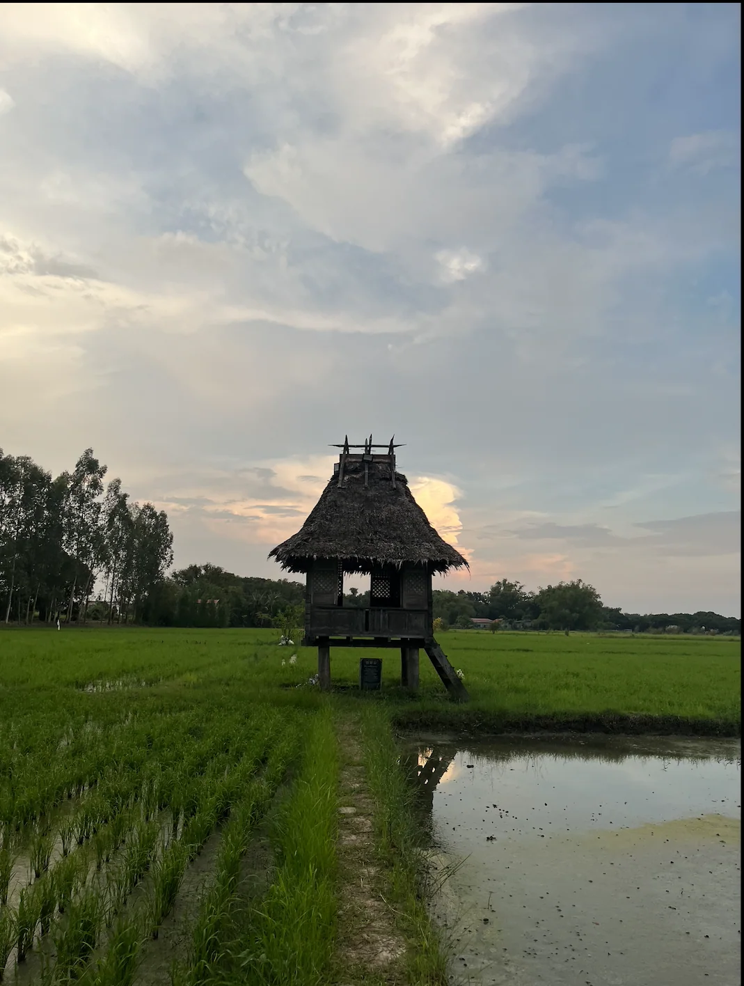 Traditional nipa hut in a wide rice field at Pulong Kabyawan