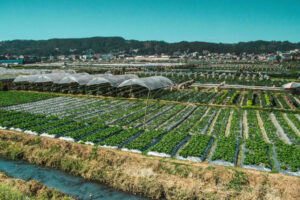 Baguio food culture - farms