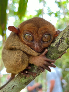 Bohol travel guide – tarsier