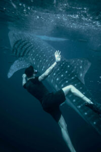 Cebu travel guide – Whale Shark