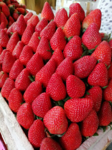 Fresh strawberries from Baguio City