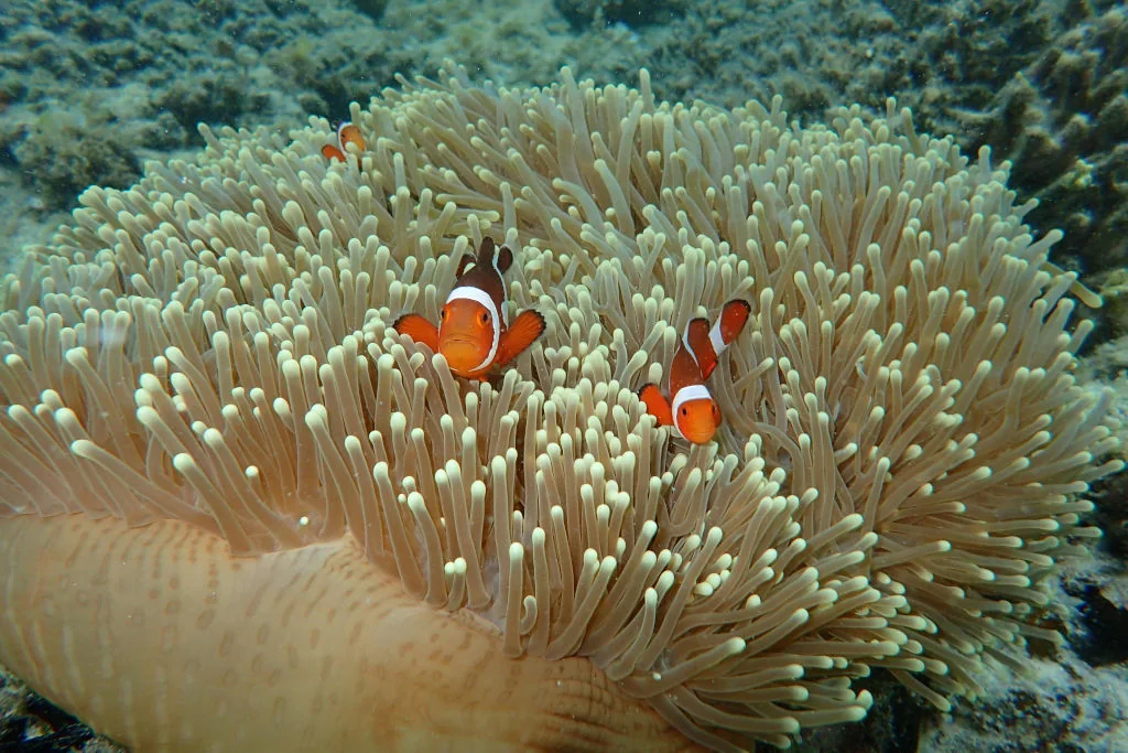 Coron travel guide - diving
