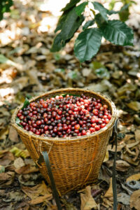 Philippine coffee culture – Coffee cherries
