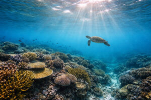 Dumaguete travel guide Apo Island teaser with sea turtle in clear water and reef below