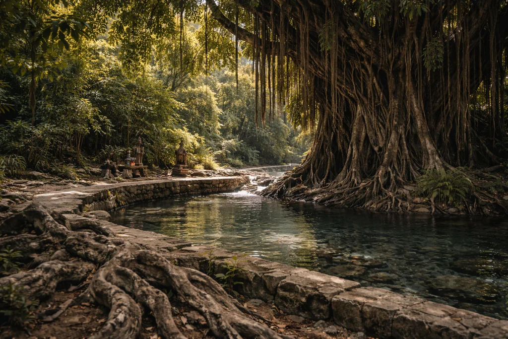 siquijor-island-wanders-balete-tree-forest-path-texture Alt Text: 