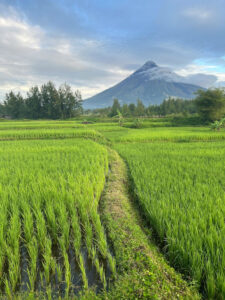 Sunrise Albay volcano views from rural rice fields