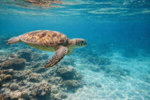 Marine sanctuary etiquette on island hopping tours in the Philippines, island hopping Philippines routes