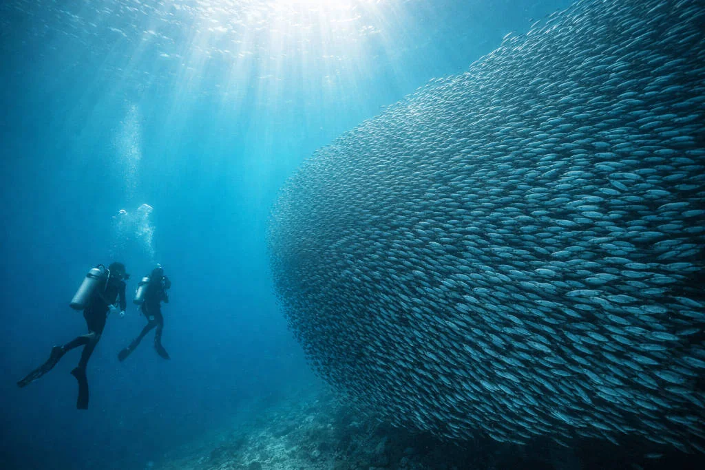 Moalboal sardine run underwater scene for moalboal itinerary 5 days