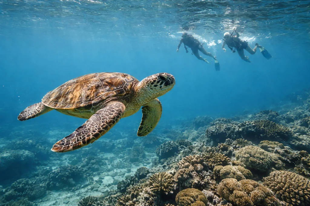 Sea turtle snorkeling in Moalboal for moalboal itinerary 5 days 