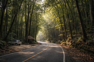 Bilar Man-Made Forest road stop on the route of a Bohol Countryside Itinerary 4 Days