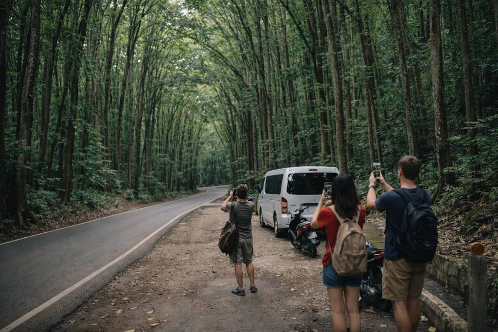 Bilar Man-Made Forest quick stop on day trips from Bohol Countryside