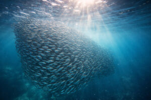 How Many Days in Moalboal? - Sardine Run snorkeling in Moalboal Cebu