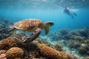 How Many Days in Moalboal? - Sea turtle sighting while snorkeling in Moalboal Cebu