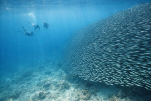 Moalboal Sardine Run Viewed While Snorkeling Near Shore On A Moalboal itinerary 7 days