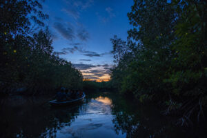 Iwahig firefly watching as an evening add-on for day trips from Puerto Princesa