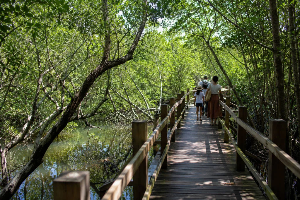 Mangrove boardwalk activity during a Bantayan Island family trip