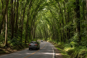 Bilar Man-Made Forest drive on the Bohol countryside route