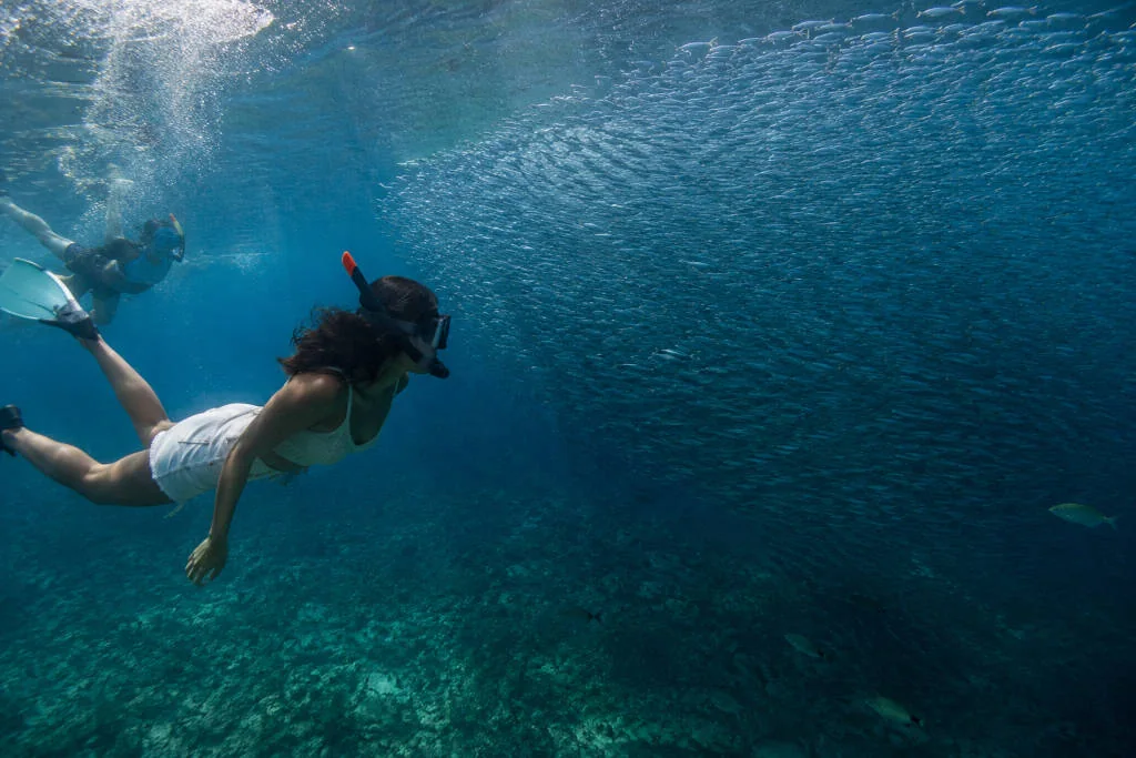 Moalboal sardine run as an easy marine activity near Panagsama Beach.