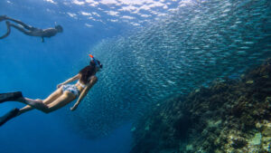 Alt Text: Snorkelers watching the Moalboal Sardine Run near Panagsama Beach in Cebu