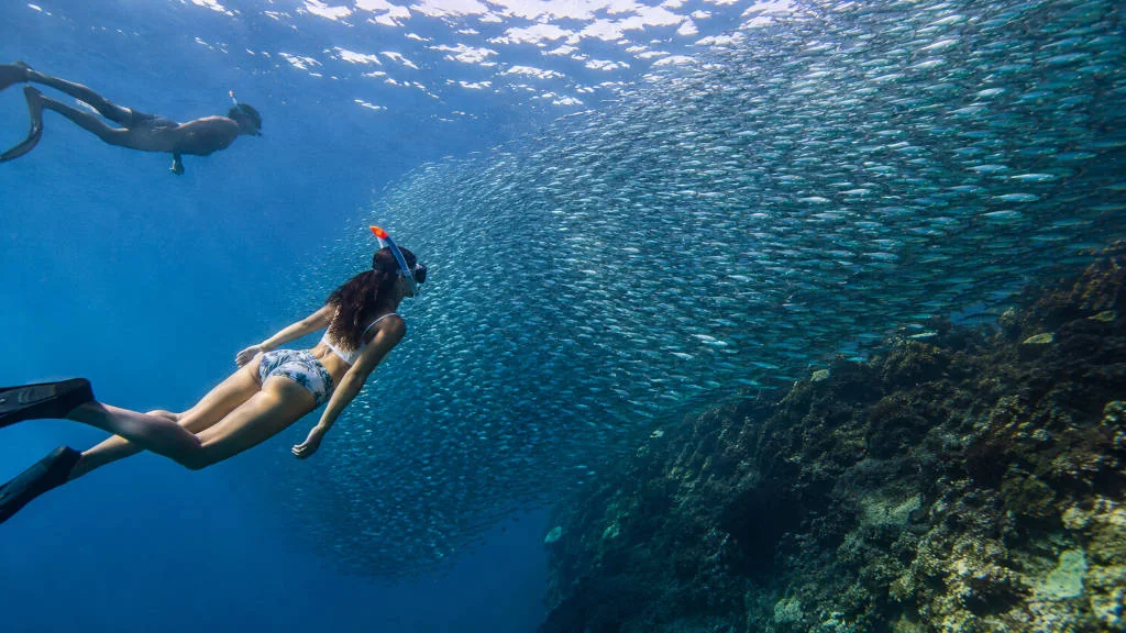 Alt Text: Snorkelers watching the Moalboal Sardine Run near Panagsama Beach in Cebu