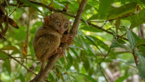 Tarsier stop during a Bohol countryside tour