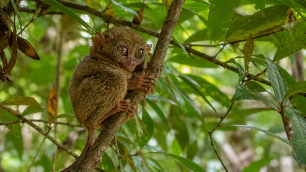Tarsier stop during a Bohol countryside tour